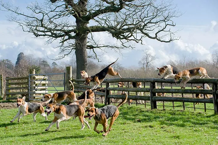 گالری تاریخچه انگلیش فاکس‌هوند (English Foxhound)