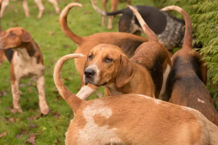 گالری تاریخچه انگلیش فاکس‌هوند (English Foxhound)
