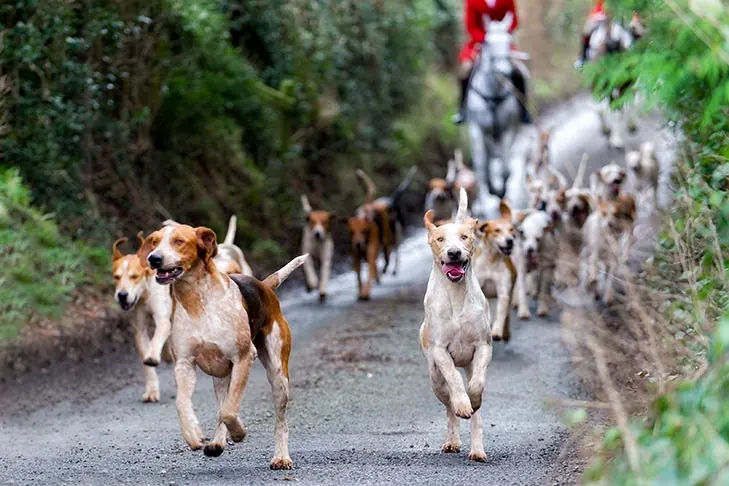گالری تاریخچه انگلیش فاکس‌هوند (English Foxhound)