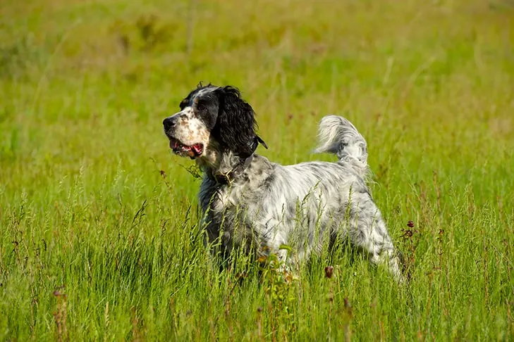 انگلیش ستر (English Setter)