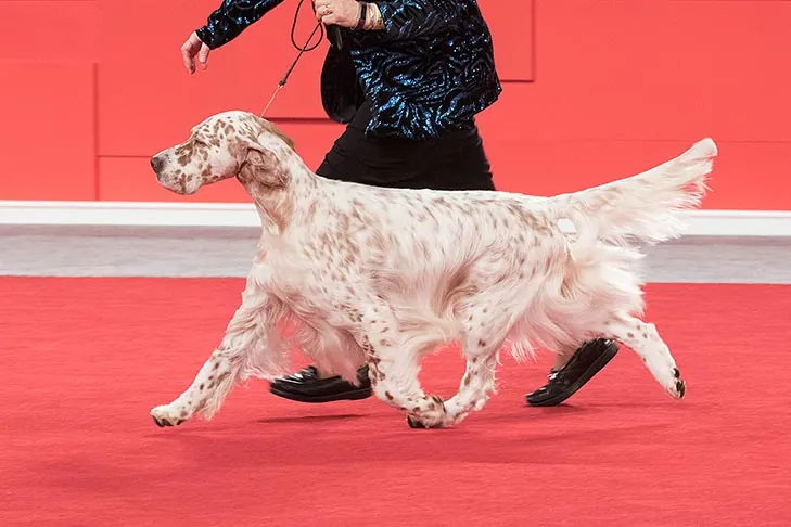 English Setter