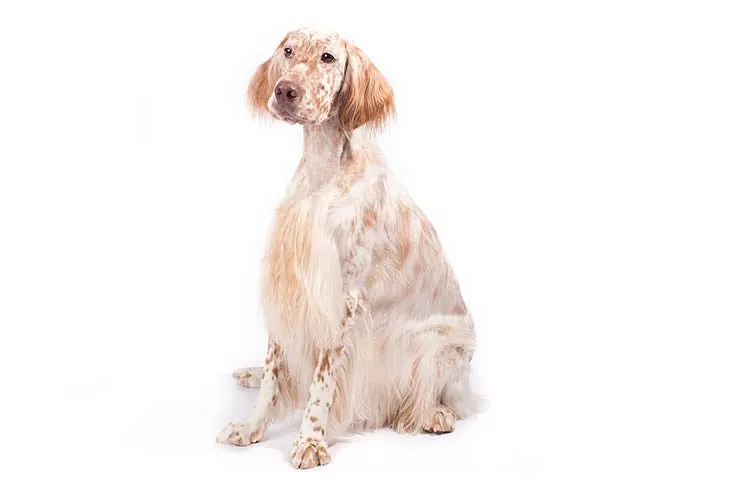 انگلیش ستر (English Setter)