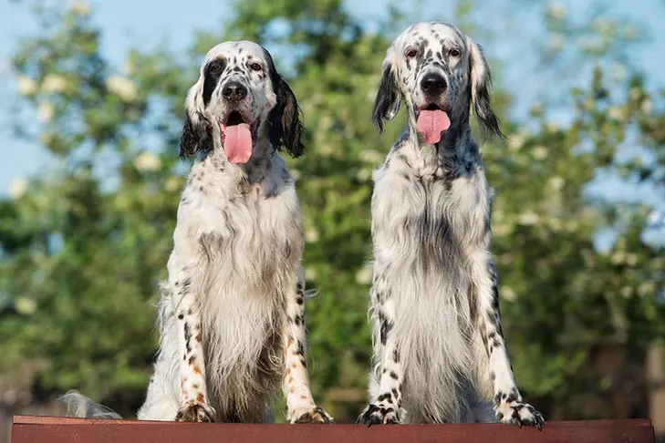 گالری تاریخچه انگلیش ستر (English Setter)
