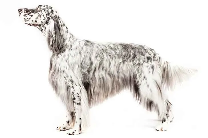 گالری تاریخچه انگلیش ستر (English Setter)