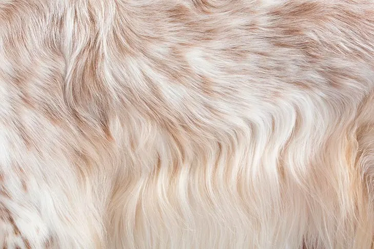 گالری تاریخچه انگلیش ستر (English Setter)