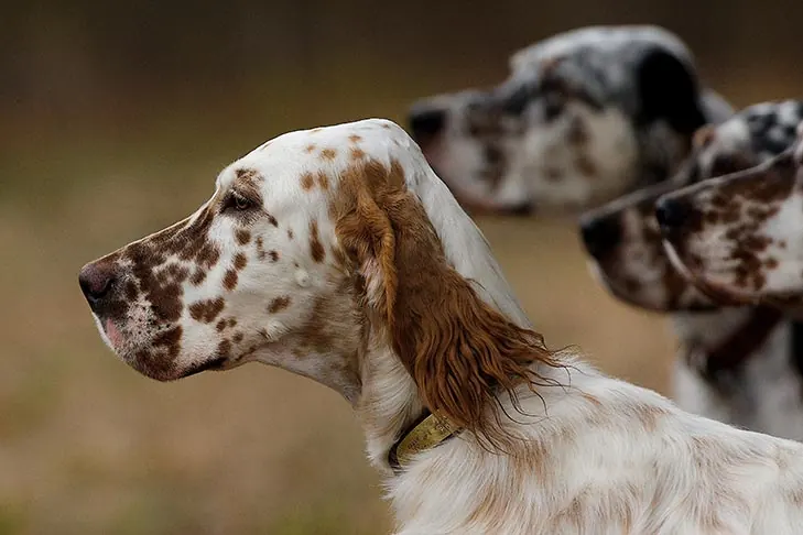 گالری تاریخچه انگلیش ستر (English Setter)