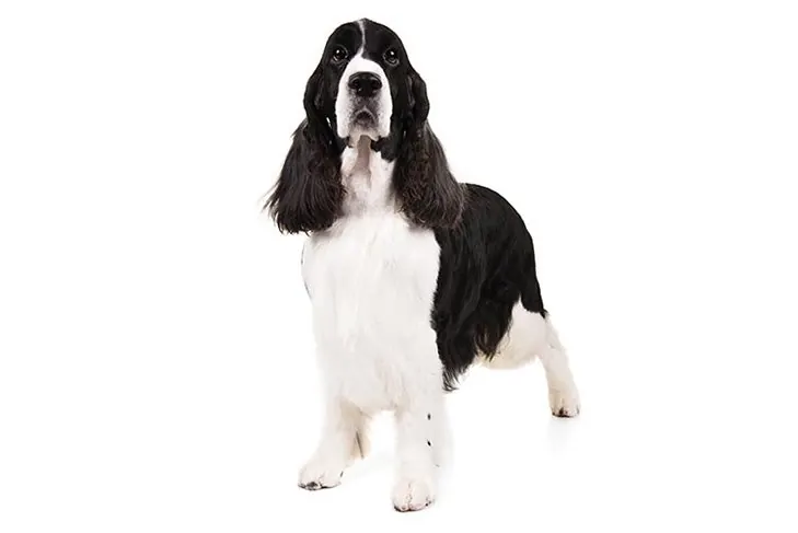 انگلیش اسپرینگر اسپانیل (English Springer Spaniel)