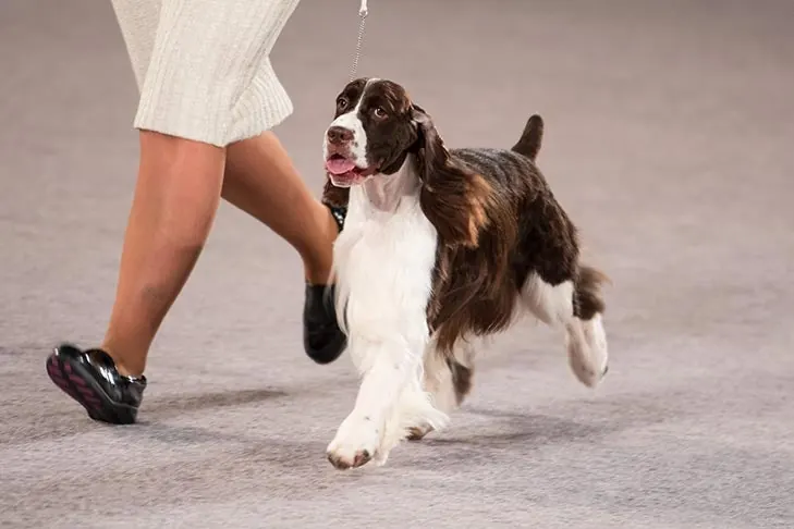 English Springer Spaniel