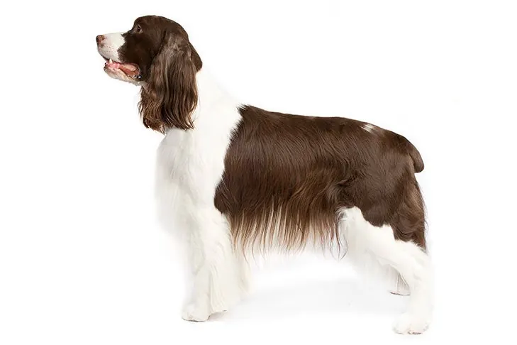 انگلیش اسپرینگر اسپانیل (English Springer Spaniel)