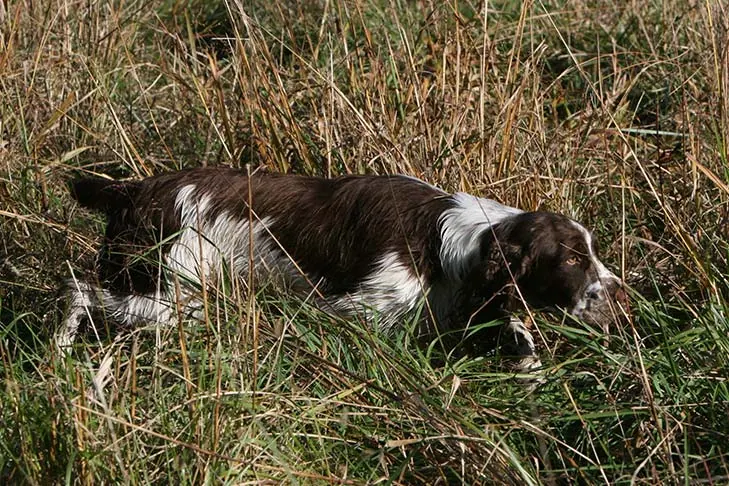 گالری تاریخچه انگلیش اسپرینگر اسپانیل (English Springer Spaniel)