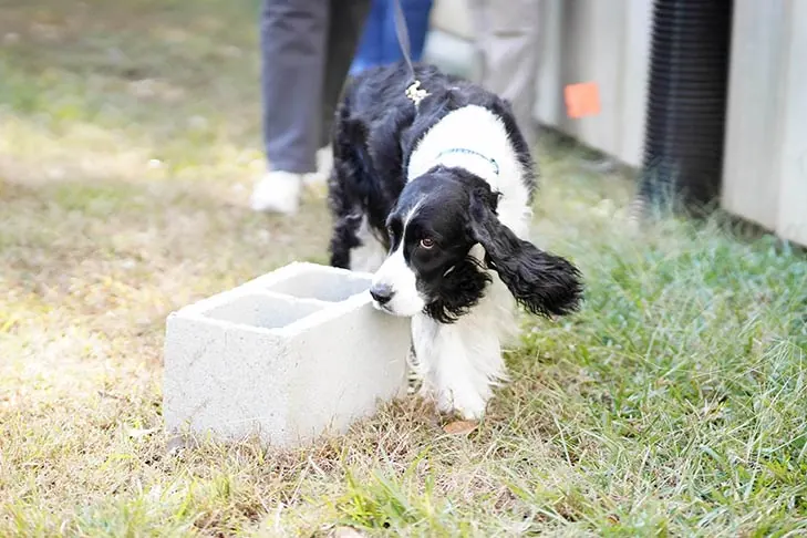 گالری تاریخچه انگلیش اسپرینگر اسپانیل (English Springer Spaniel)