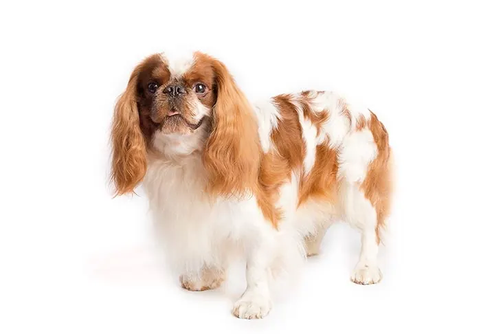 انگلیش تویی اسپنیل (English Toy Spaniel)