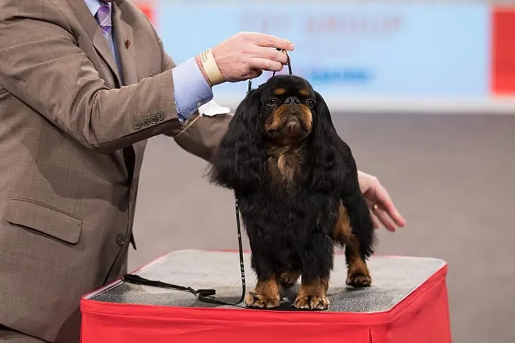 English Toy Spaniel