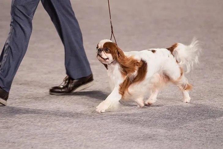 انگلیش تویی اسپنیل (English Toy Spaniel)