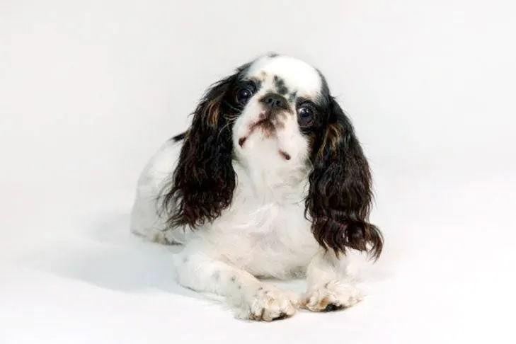 گالری تاریخچه انگلیش تویی اسپنیل (English Toy Spaniel)