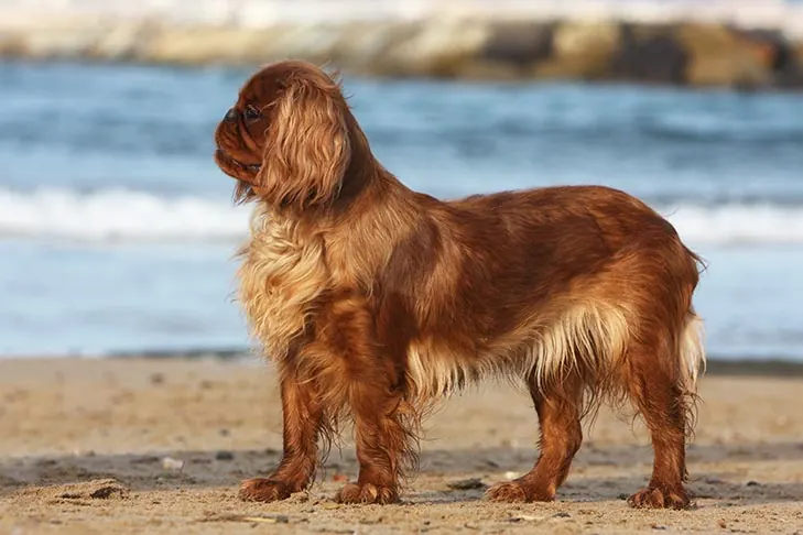 گالری تاریخچه انگلیش تویی اسپنیل (English Toy Spaniel)