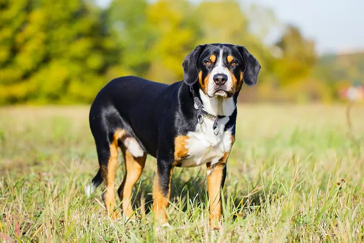 انتلبوخر مانتین داگ (Entlebucher Mountain Dog)