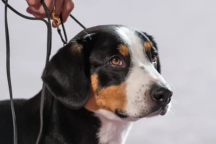 Entlebucher Mountain Dog