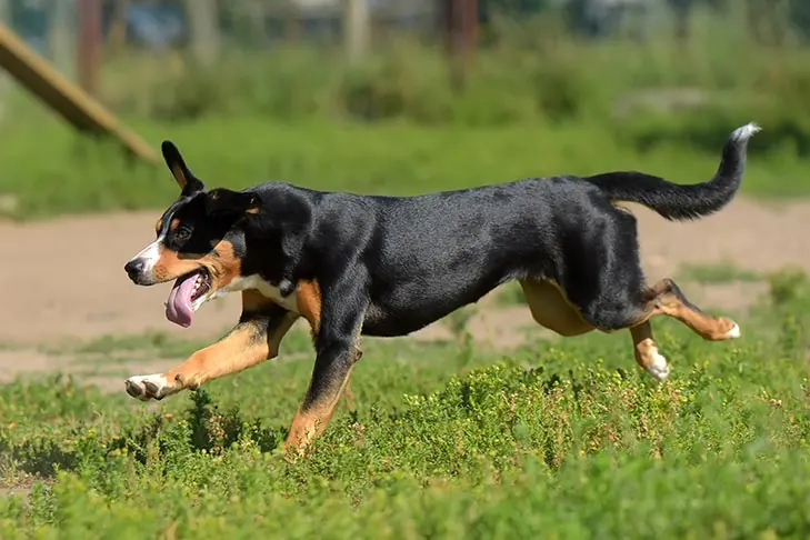انتلبوخر مانتین داگ (Entlebucher Mountain Dog)
