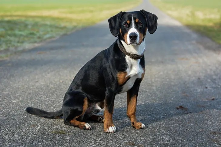 گالری تاریخچه انتلبوخر مانتین داگ (Entlebucher Mountain Dog)
