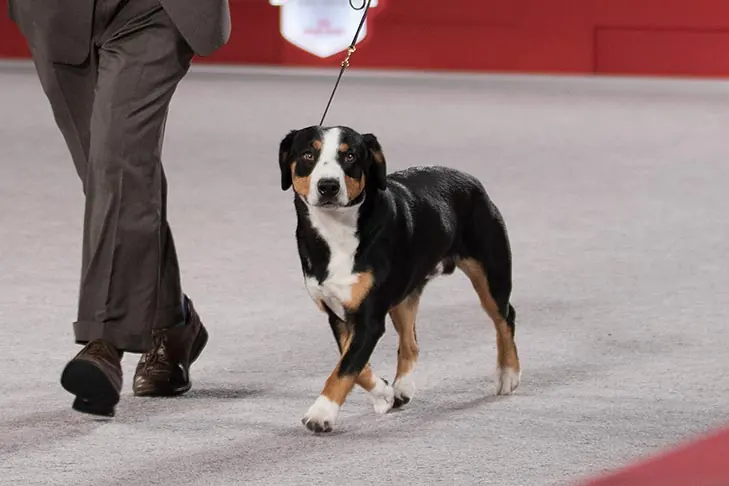 گالری تاریخچه انتلبوخر مانتین داگ (Entlebucher Mountain Dog)