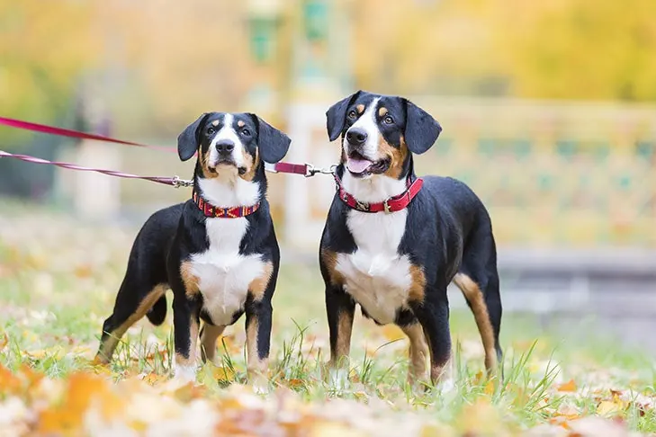 گالری تاریخچه انتلبوخر مانتین داگ (Entlebucher Mountain Dog)