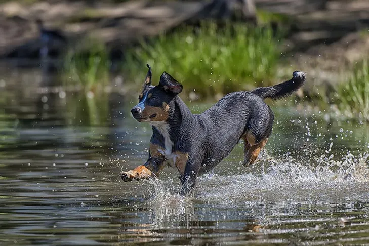 گالری تاریخچه انتلبوخر مانتین داگ (Entlebucher Mountain Dog)
