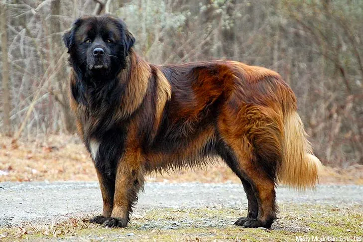 استرلا مانتین داگ (Estrela Mountain Dog)