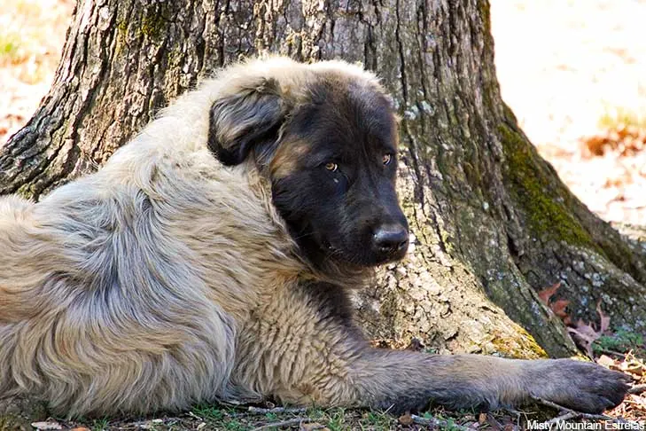 Estrela Mountain Dog