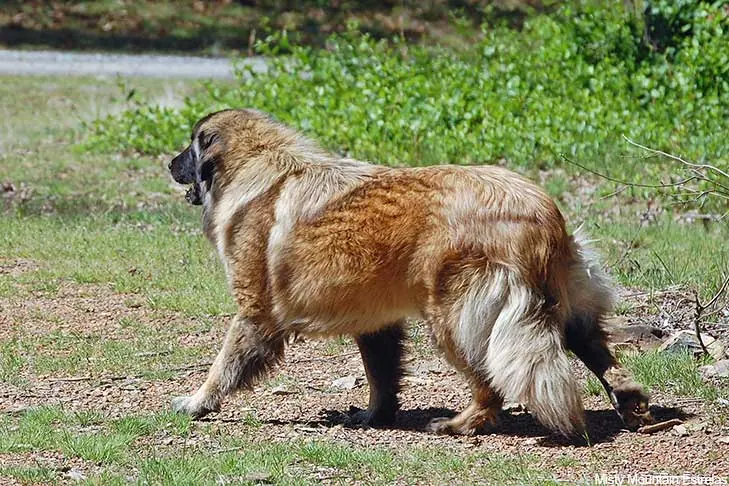 استرلا مانتین داگ (Estrela Mountain Dog)