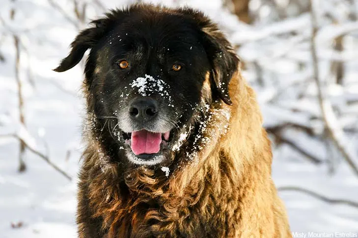 گالری تاریخچه استرلا مانتین داگ (Estrela Mountain Dog)