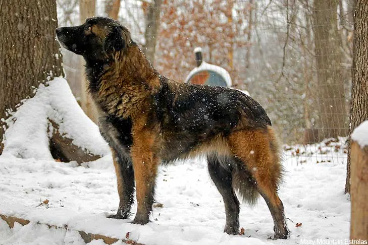گالری تاریخچه استرلا مانتین داگ (Estrela Mountain Dog)