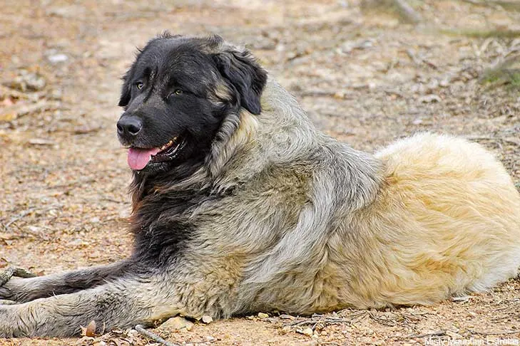 گالری تاریخچه استرلا مانتین داگ (Estrela Mountain Dog)