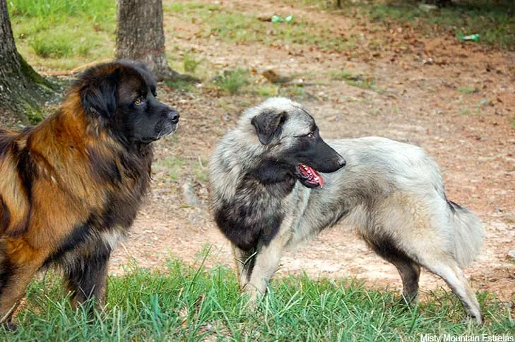 گالری تاریخچه استرلا مانتین داگ (Estrela Mountain Dog)
