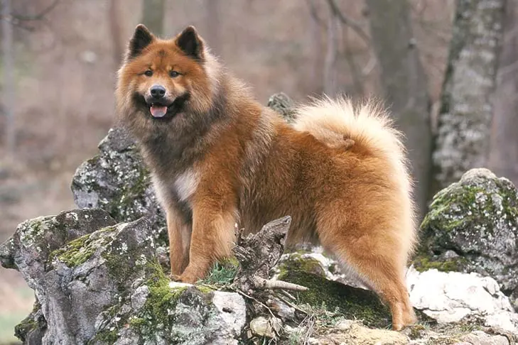 اوراسیر (Eurasier)