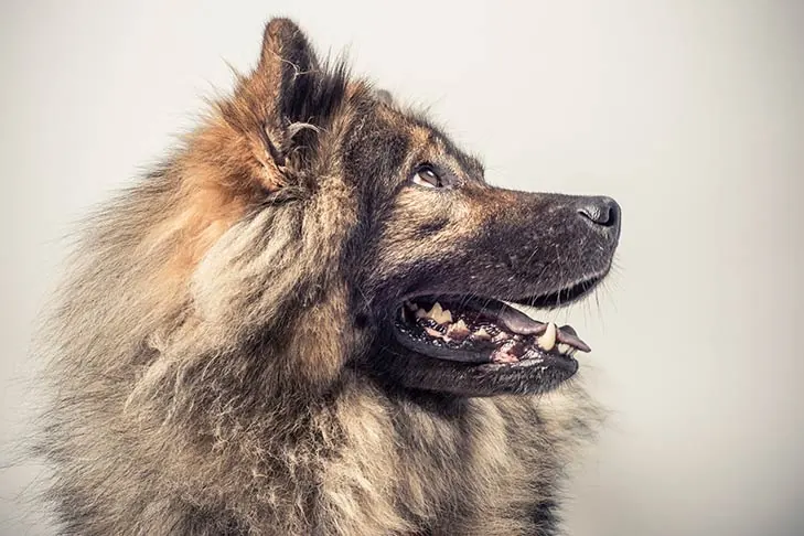 Eurasier