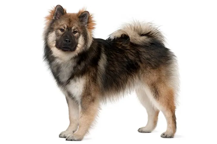 اوراسیر (Eurasier)