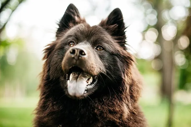 گالری تاریخچه اوراسیر (Eurasier)