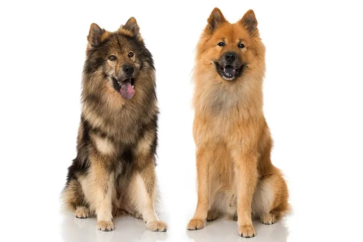 گالری تاریخچه اوراسیر (Eurasier)