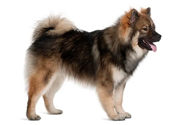 گالری تاریخچه اوراسیر (Eurasier)