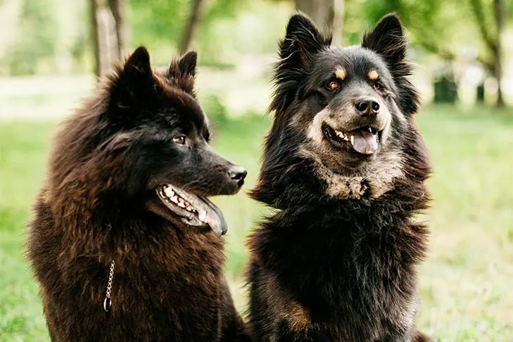 گالری تاریخچه اوراسیر (Eurasier)