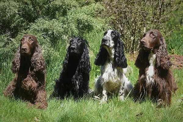 فیلد اسپنیل (Field Spaniel)