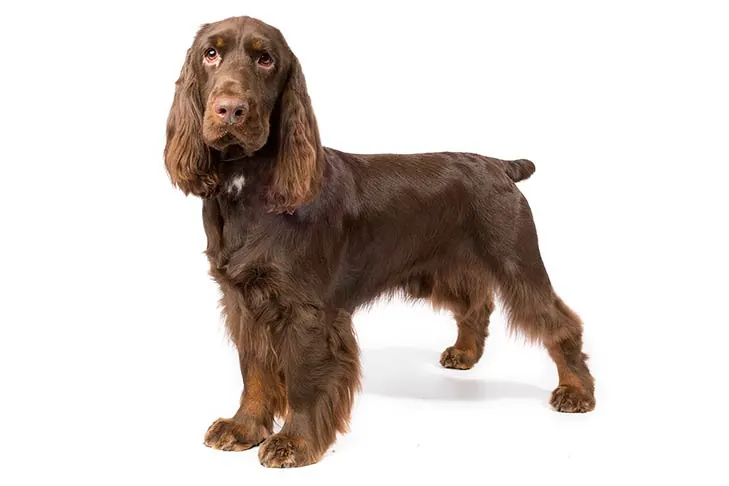 Field Spaniel