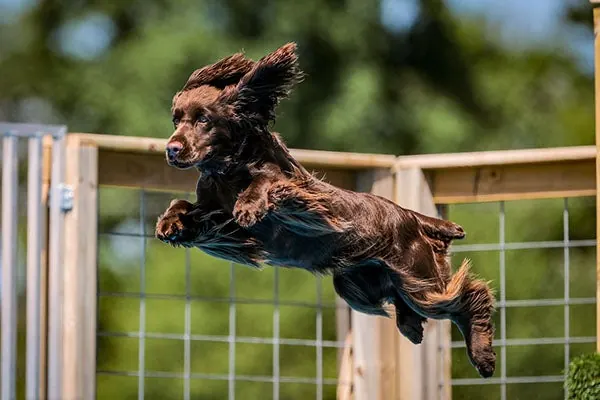 گالری تاریخچه فیلد اسپنیل (Field Spaniel)
