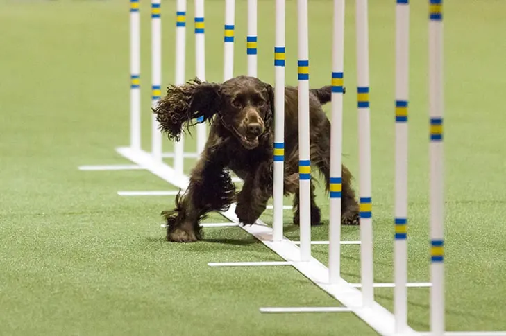 گالری تاریخچه فیلد اسپنیل (Field Spaniel)