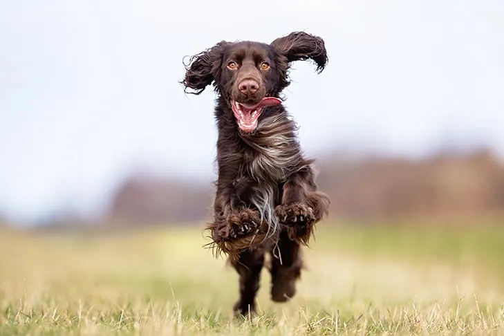 گالری تاریخچه فیلد اسپنیل (Field Spaniel)