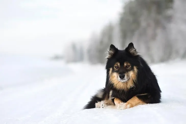 فنلاندی لاپ‌هوند (Finnish Lapphund)