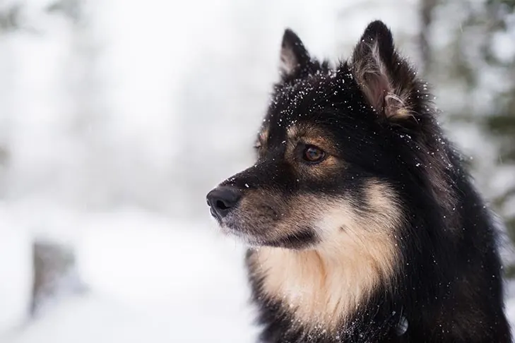فنلاندی لاپ‌هوند (Finnish Lapphund)