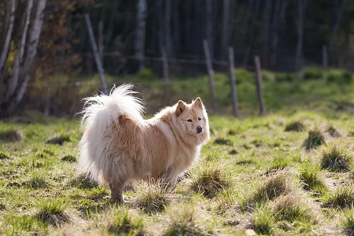 گالری تاریخچه فنلاندی لاپ‌هوند (Finnish Lapphund)