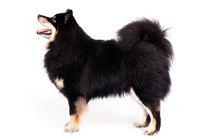 گالری تاریخچه فنلاندی لاپ‌هوند (Finnish Lapphund)